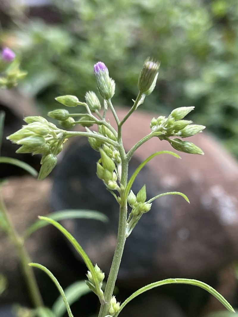 Cyanthillium vernonioides photo 4