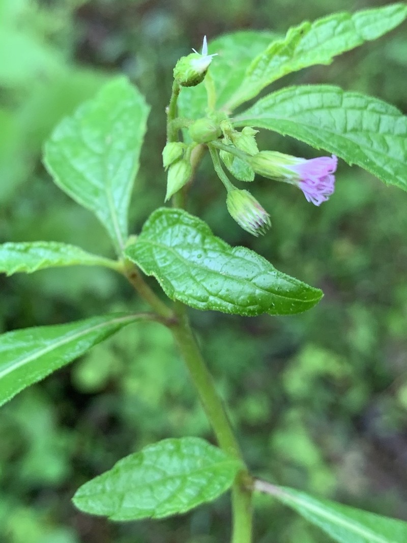 Cyanthillium vernonioides photo 5