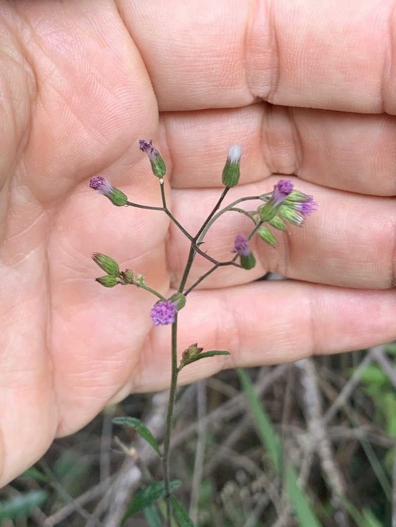 Cyanthillium vernonioides photo 6