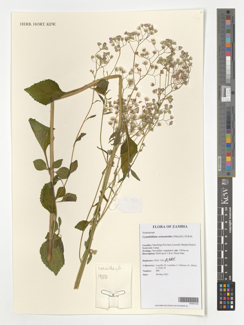 Cyanthillium vernonioides photo 8