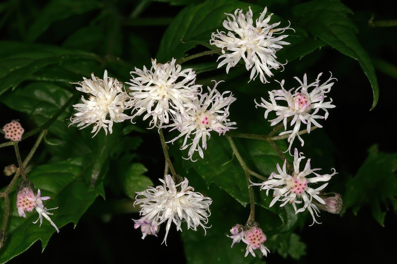 Cyanthillium wollastonii