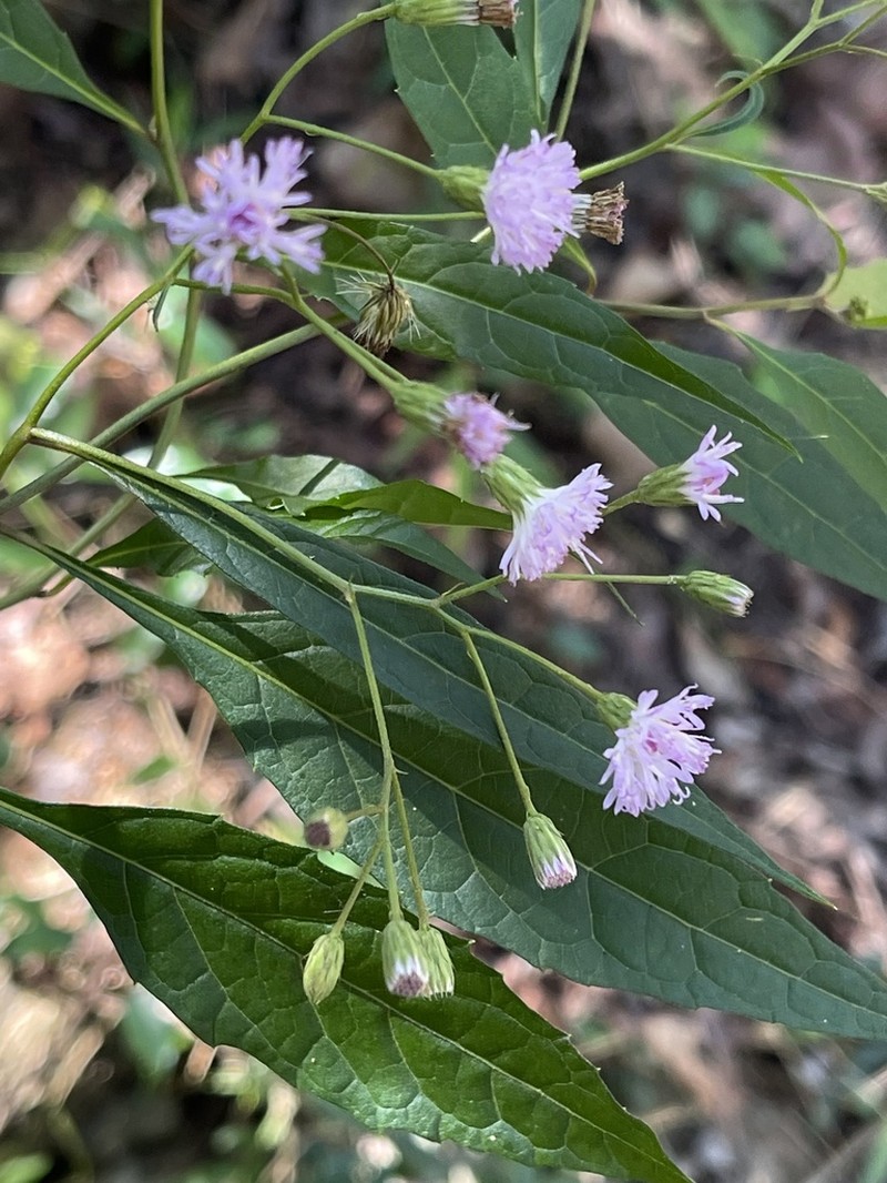 Cyanthillium wollastonii photo 2