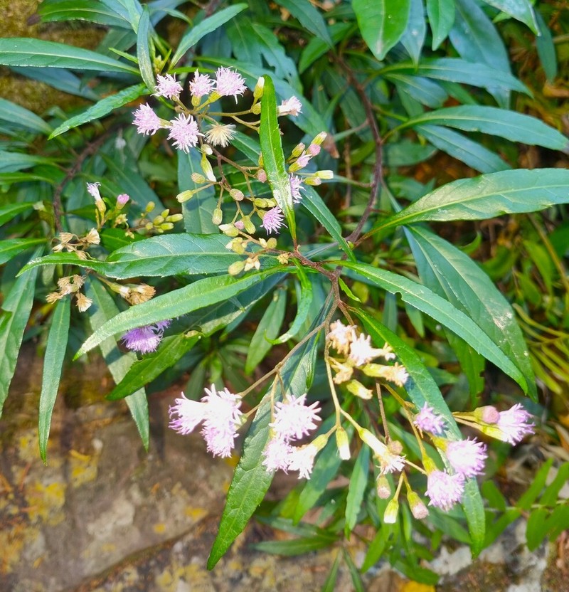 Cyanthillium wollastonii photo 3