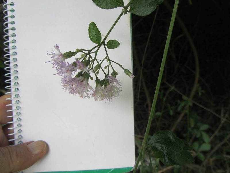 Cyanthillium wollastonii photo 4