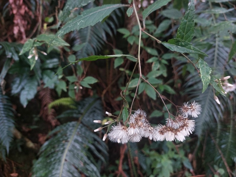 Cyanthillium wollastonii photo 5