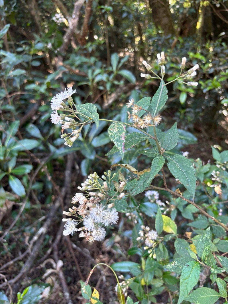 Cyanthillium wollastonii photo 6
