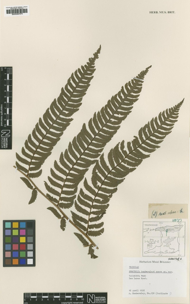 Cyathea × hombersleyi