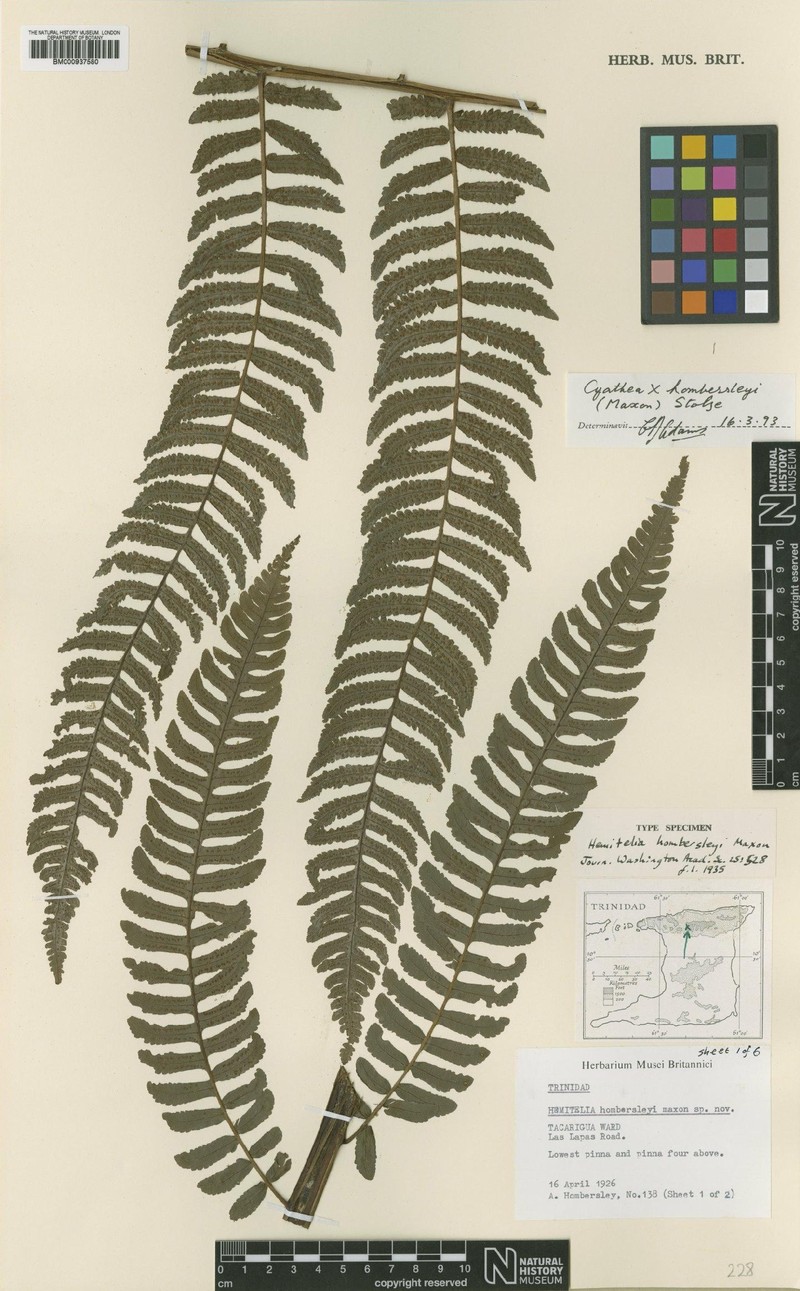 Cyathea × hombersleyi photo 2