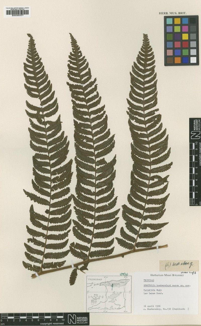 Cyathea × hombersleyi photo 3