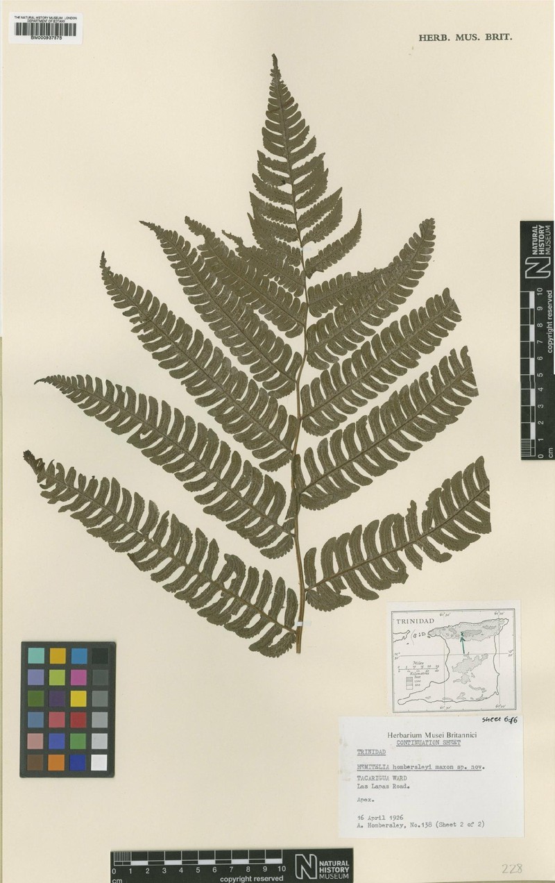 Cyathea × hombersleyi photo 4