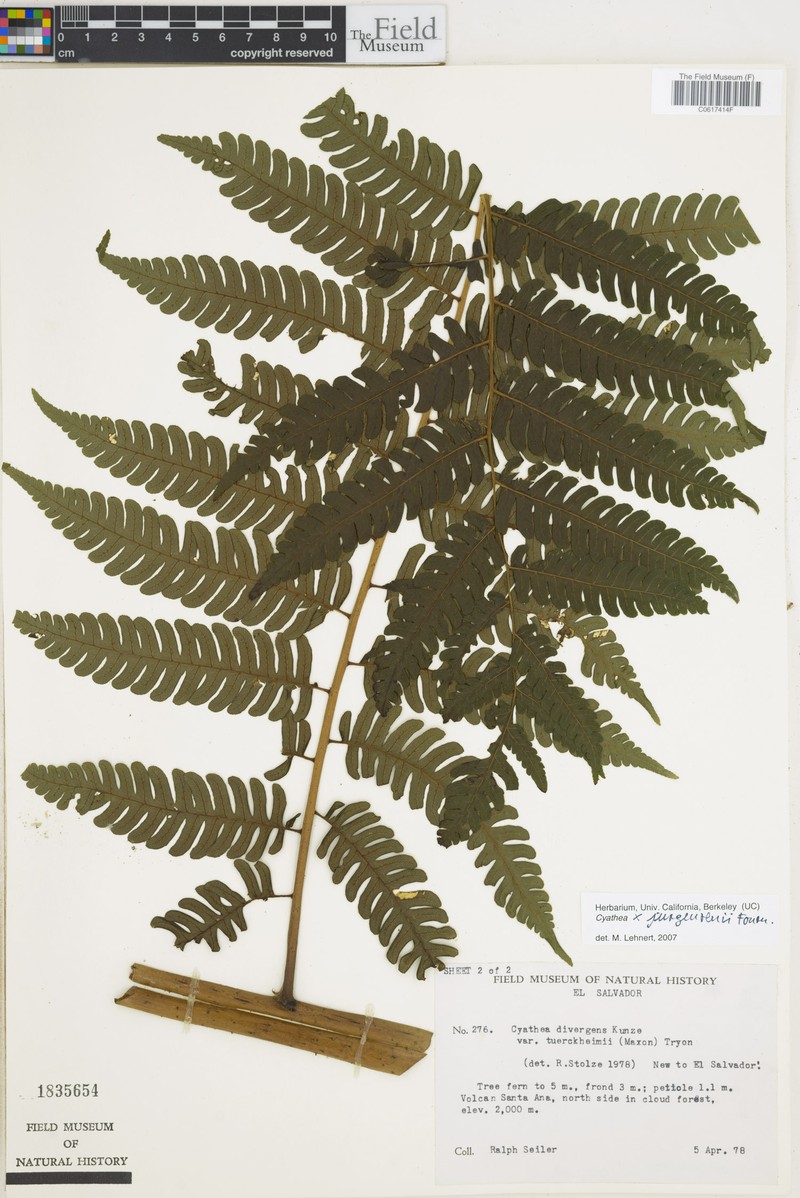 Cyathea × jurgensenii