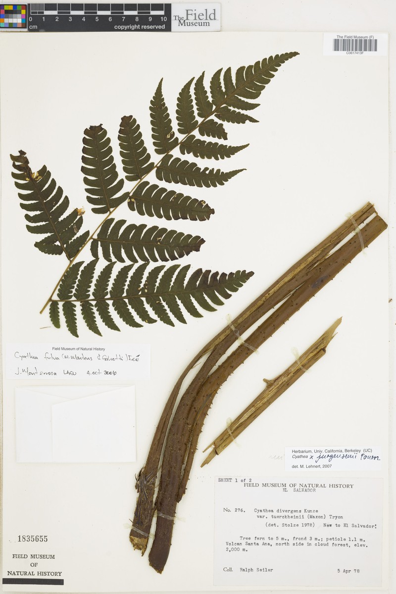 Cyathea × jurgensenii photo 2