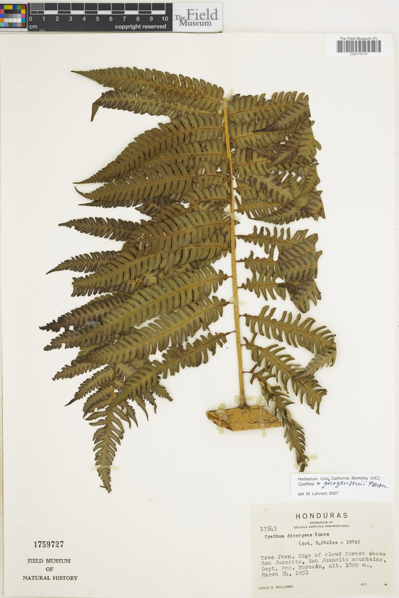 Cyathea × jurgensenii photo 3
