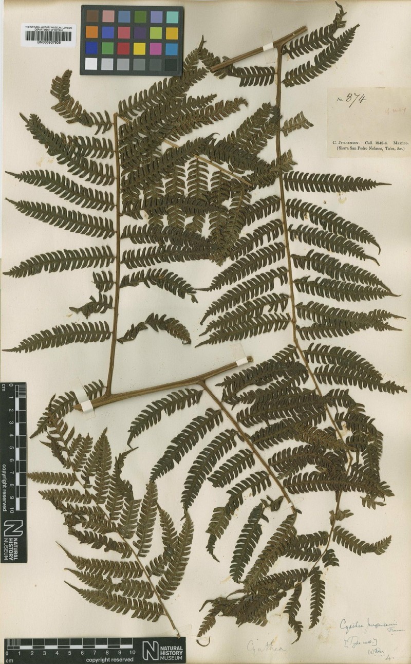 Cyathea × jurgensenii photo 4