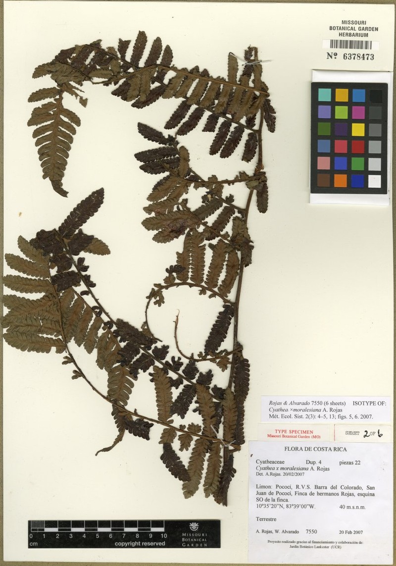 Cyathea × moralesiana