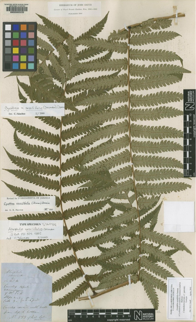 Cyathea × sessilifolia