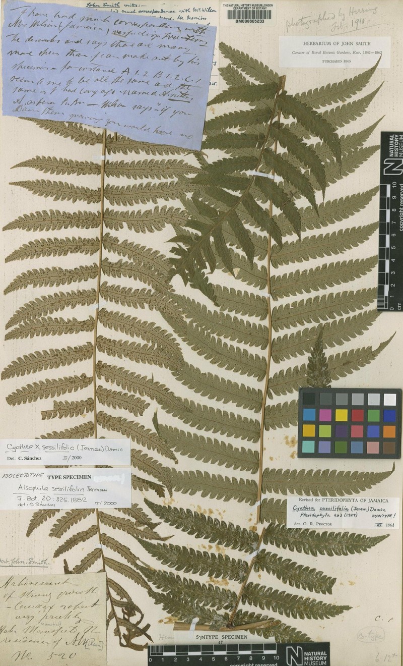 Cyathea × sessilifolia photo 2
