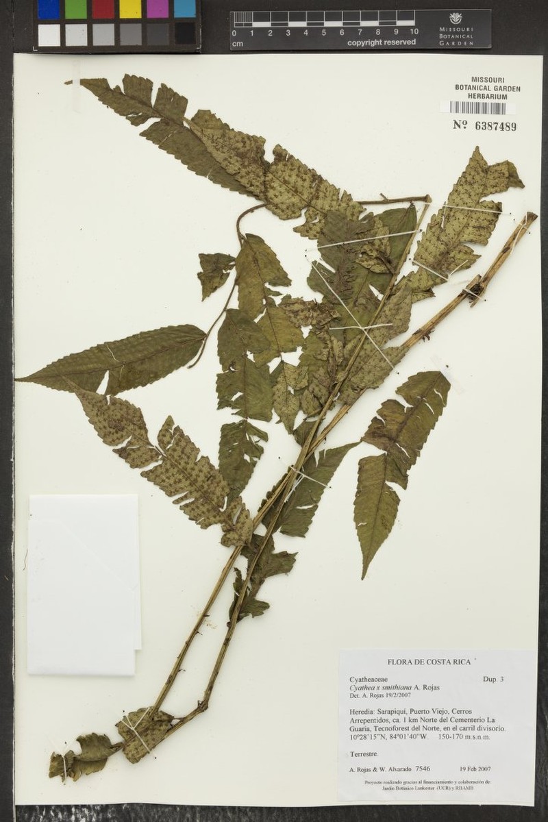Cyathea × smithiana