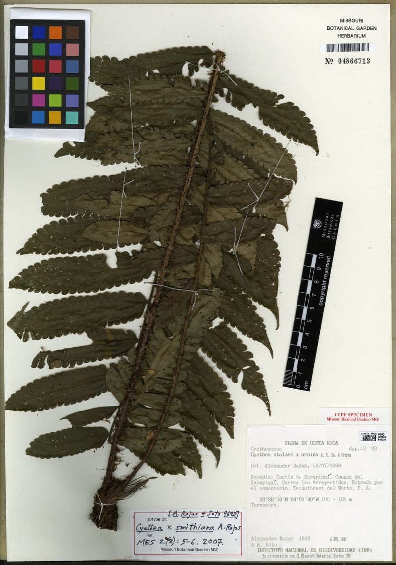 Cyathea × smithiana photo 2