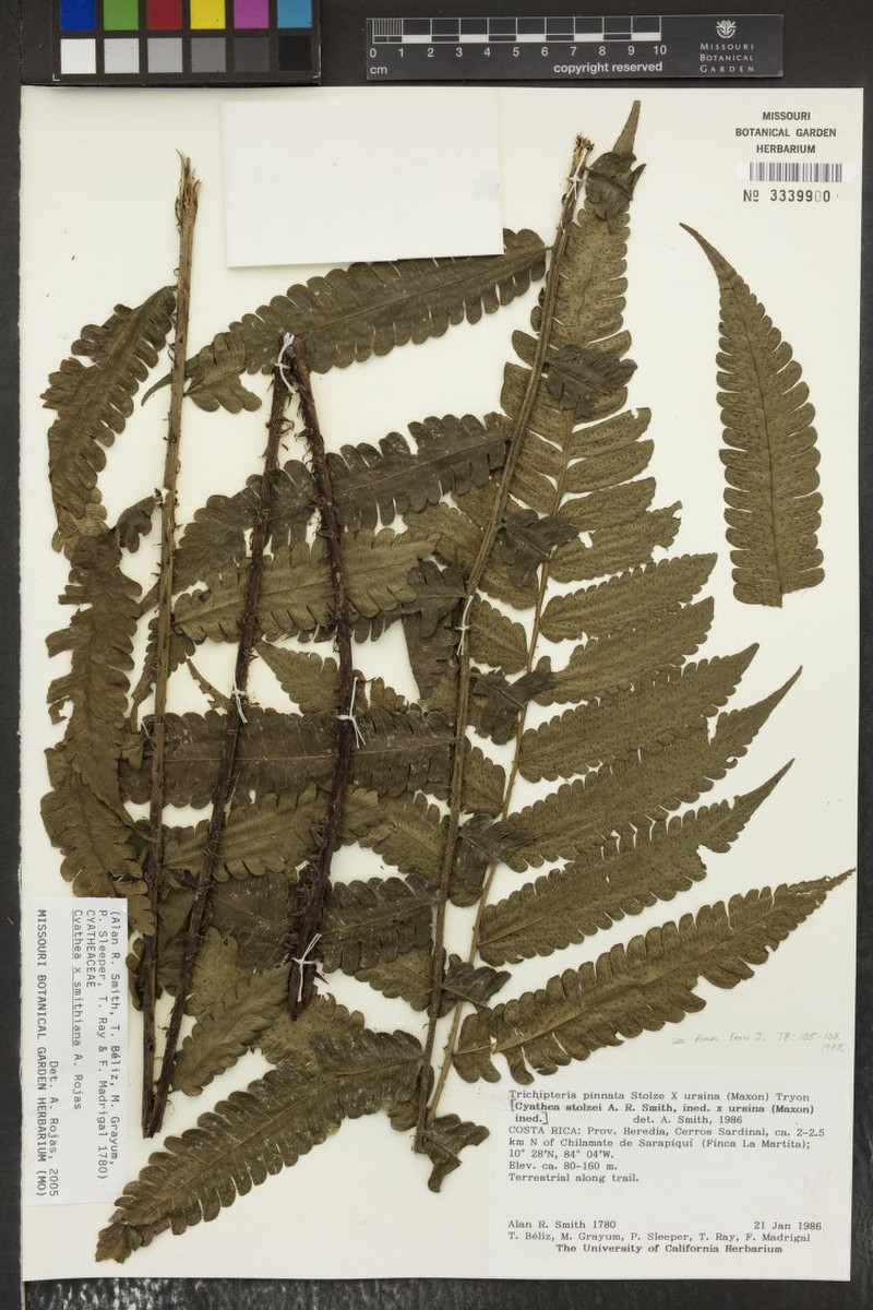 Cyathea × smithiana photo 3