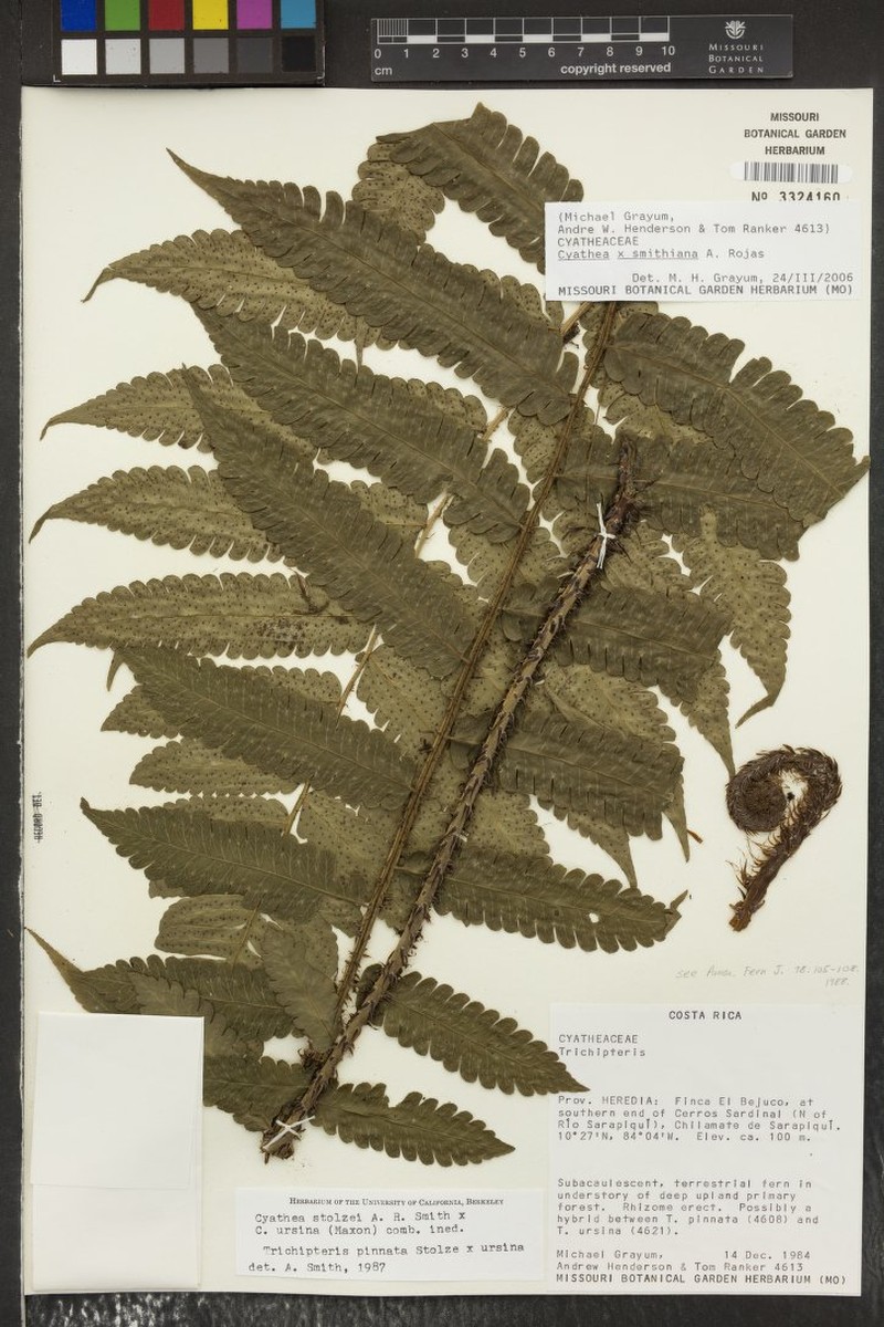 Cyathea × smithiana photo 4