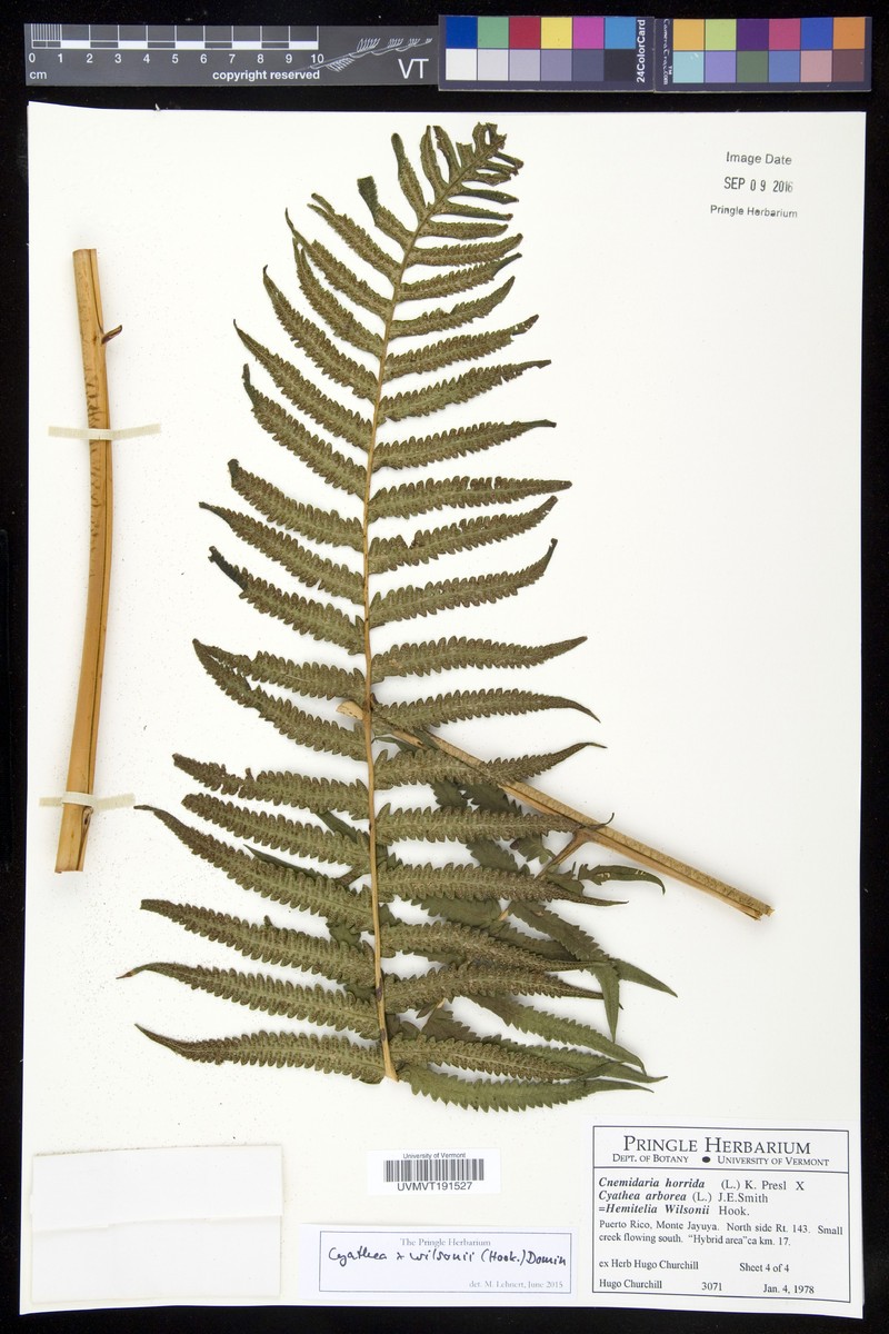 Cyathea × wilsonii
