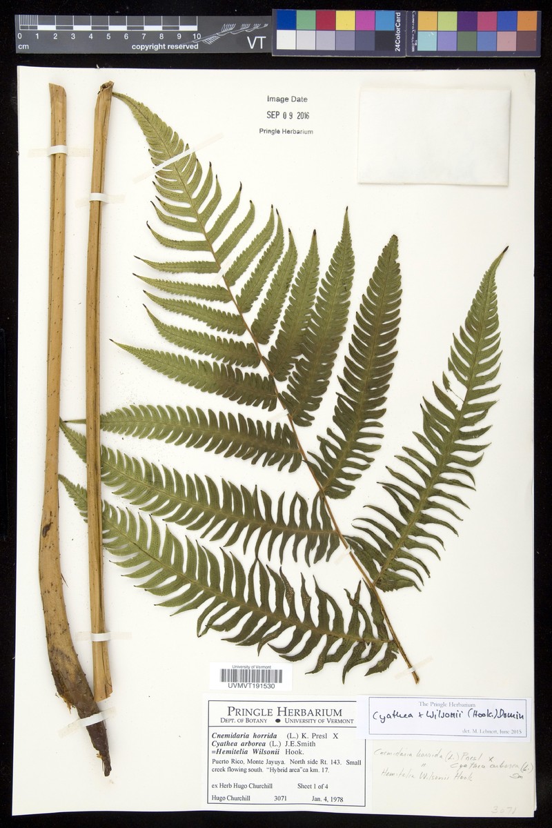 Cyathea × wilsonii photo 2
