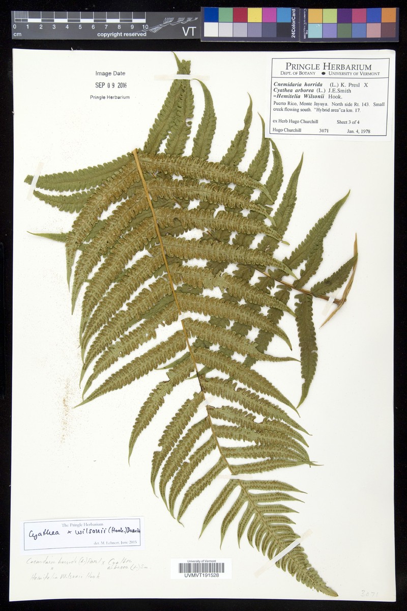 Cyathea × wilsonii photo 3