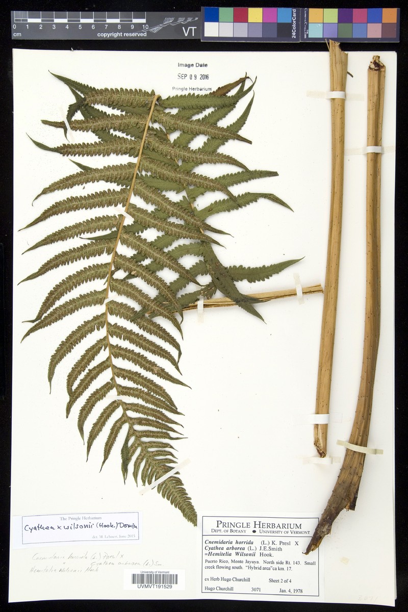 Cyathea × wilsonii photo 4