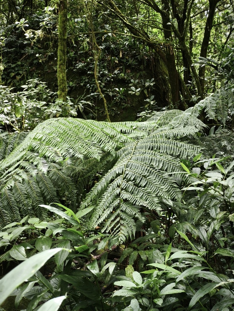 Cyathea abbreviata