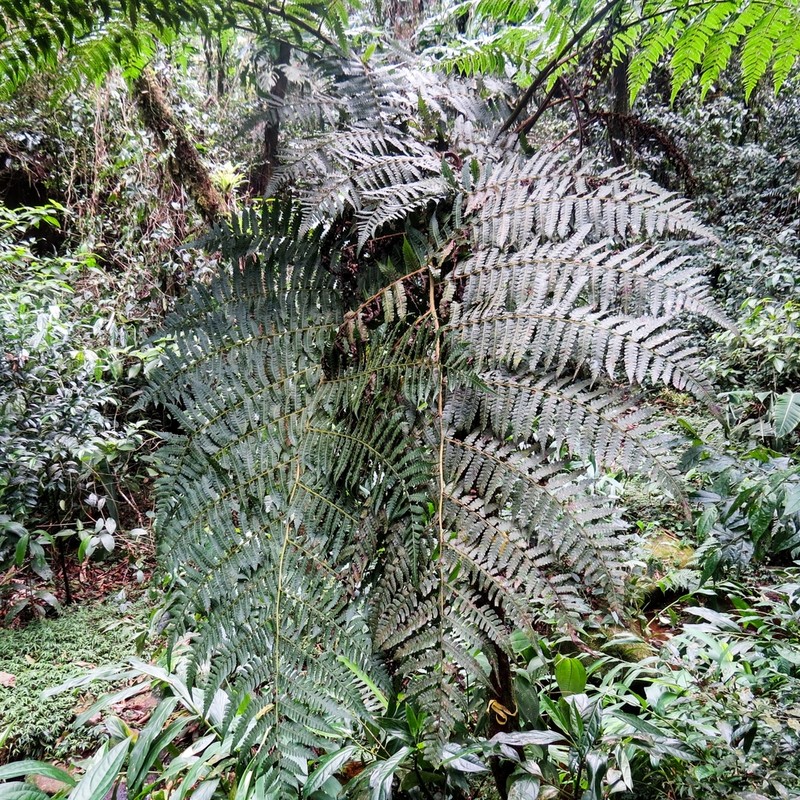 Cyathea abbreviata photo 2