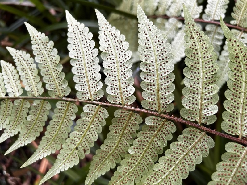 Cyathea abbreviata photo 3