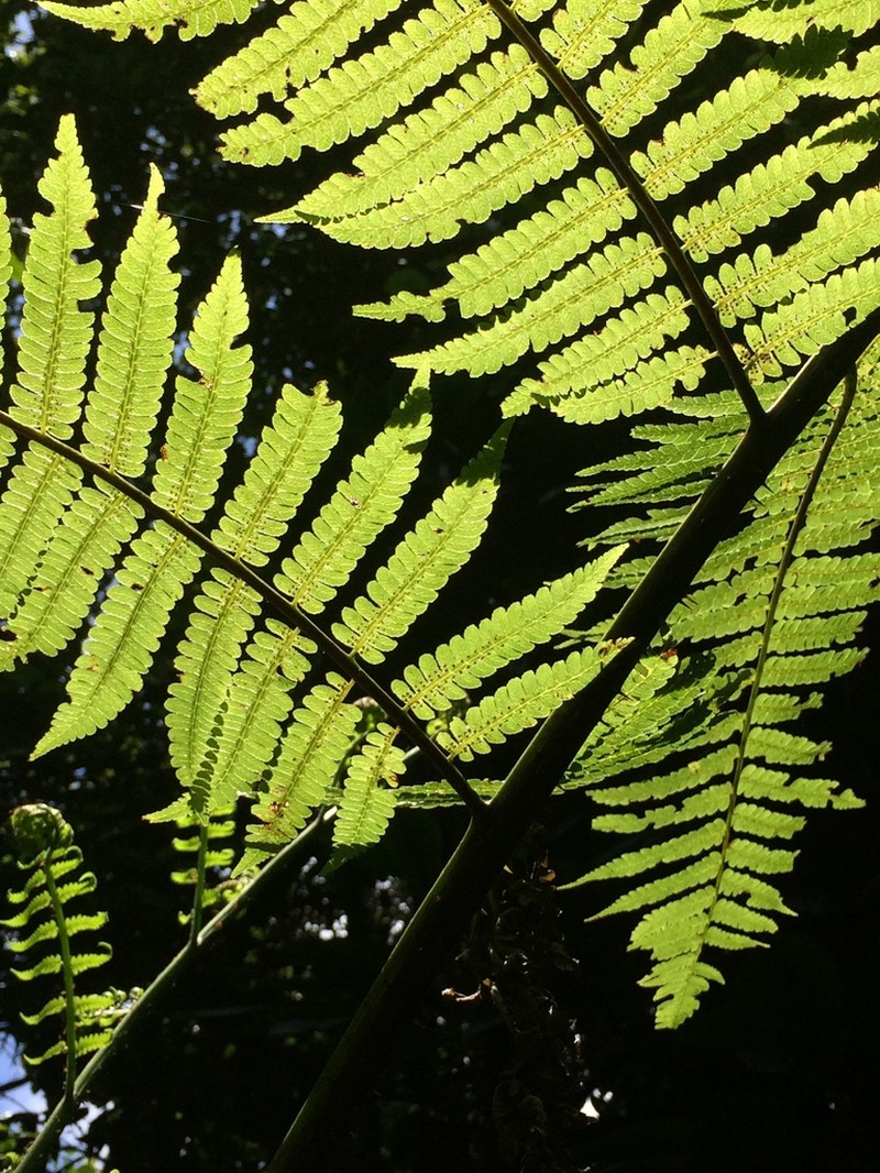 Cyathea abbreviata photo 4