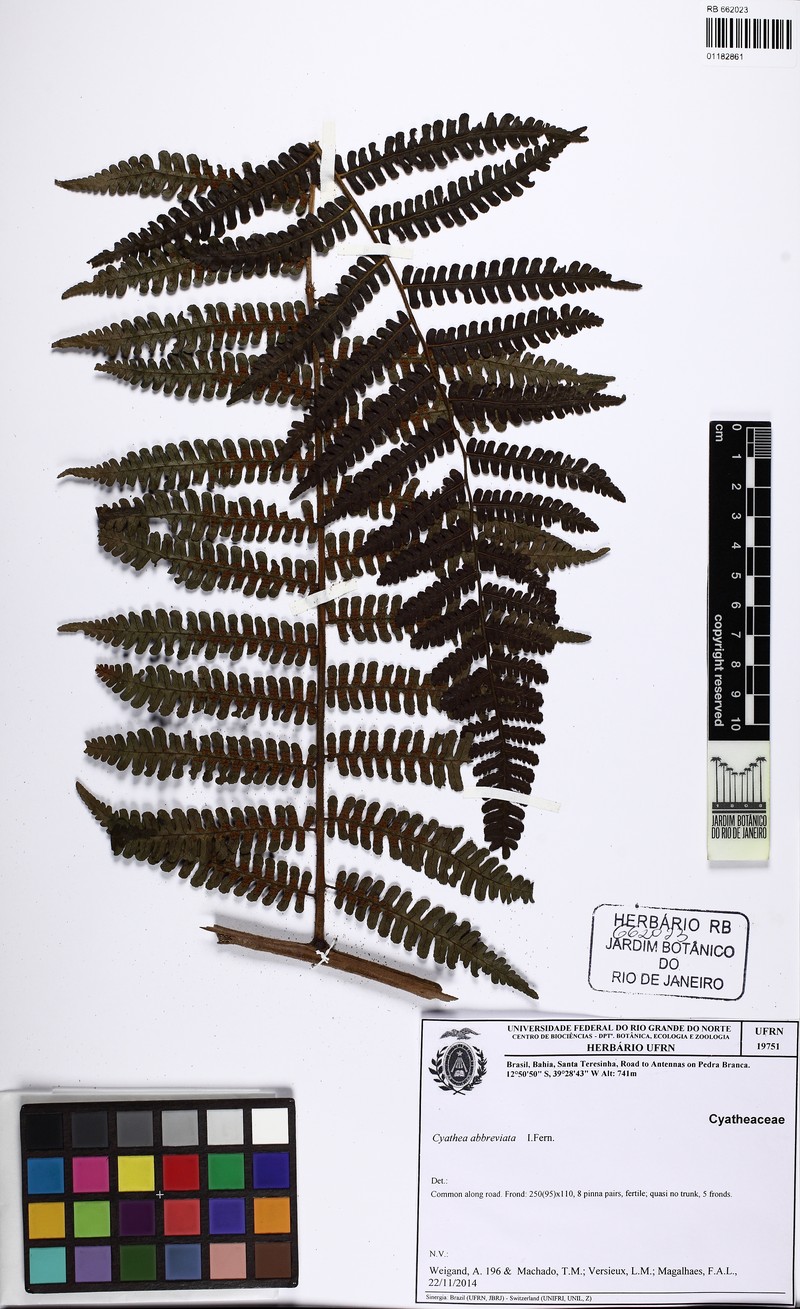 Cyathea abbreviata photo 5