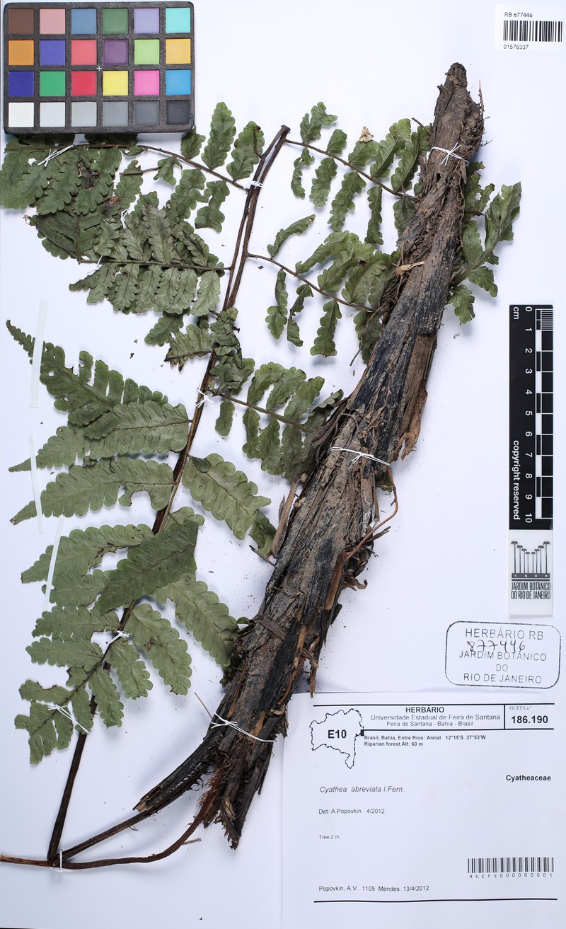 Cyathea abbreviata photo 6