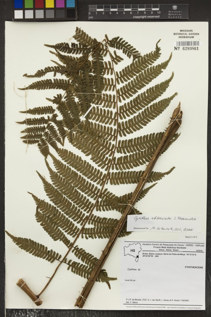 Cyathea abbreviata photo 7
