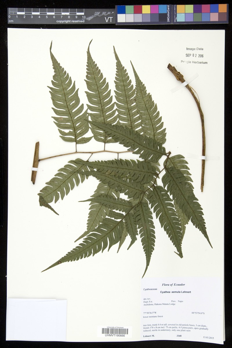 Cyathea aemula