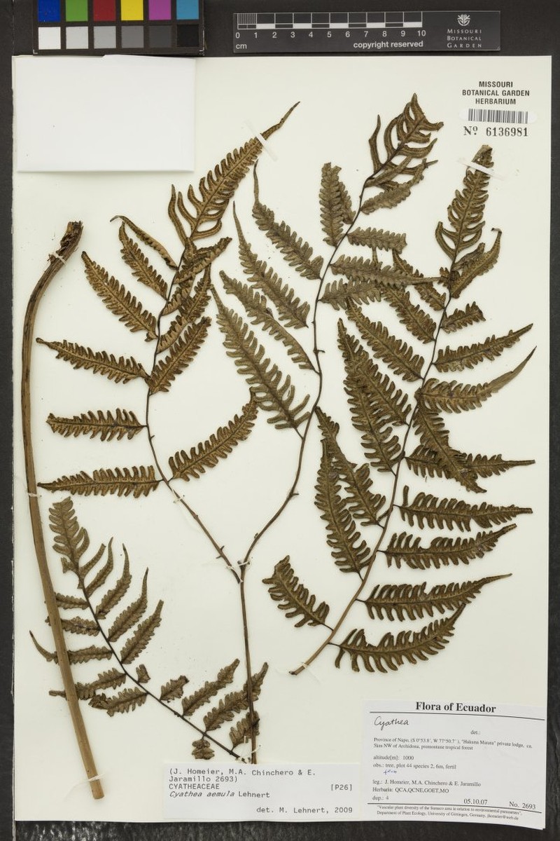 Cyathea aemula photo 2