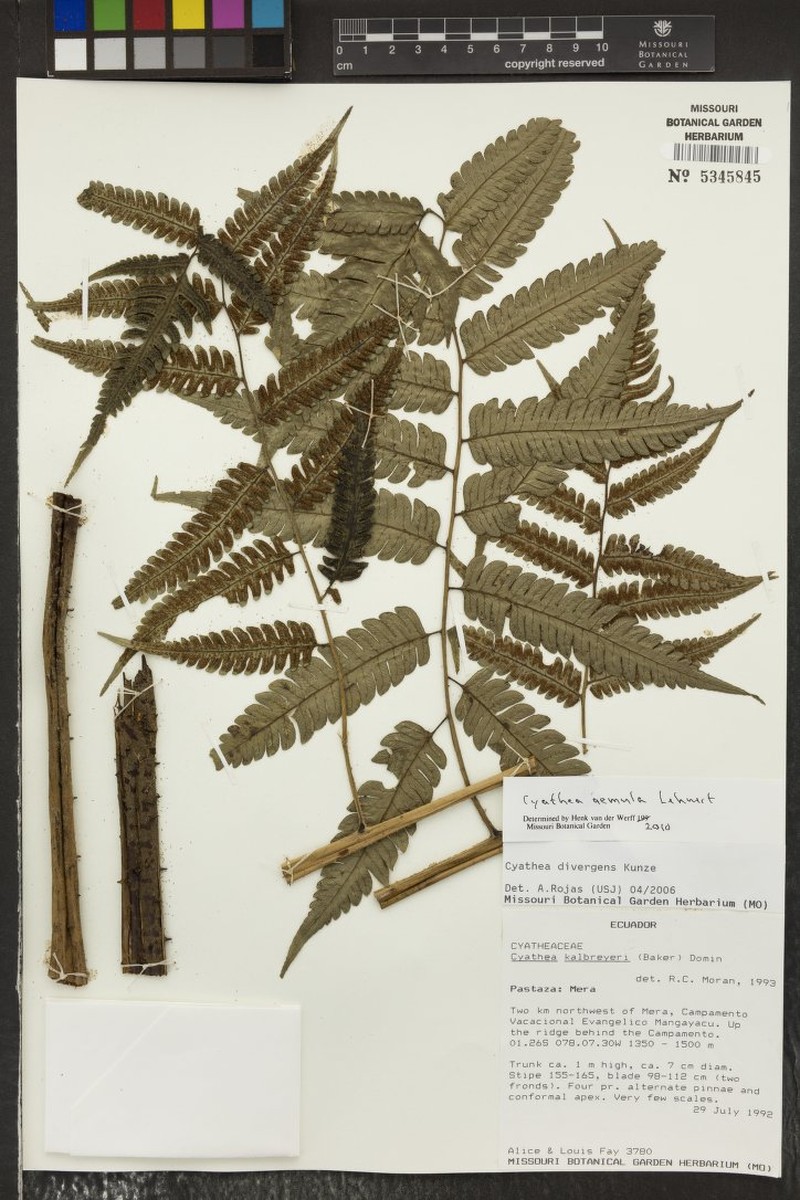 Cyathea aemula photo 3