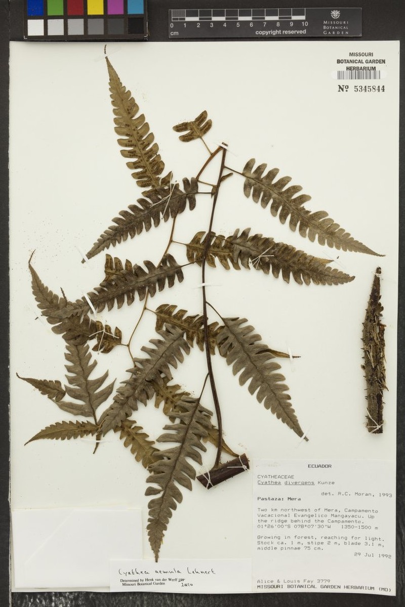Cyathea aemula photo 4