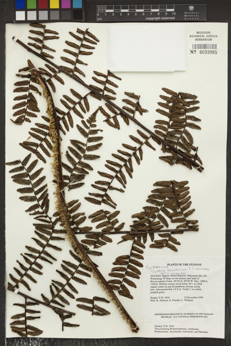 Cyathea akawaiorum photo 2