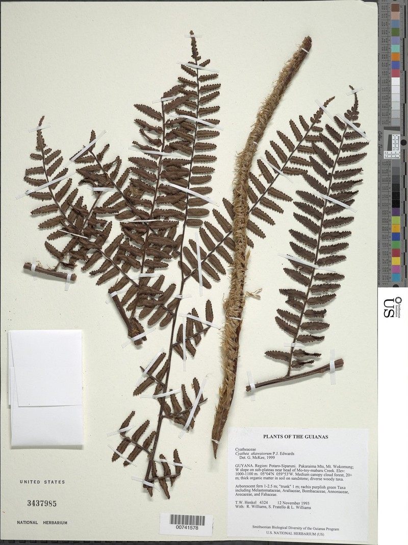 Cyathea akawaiorum photo 3