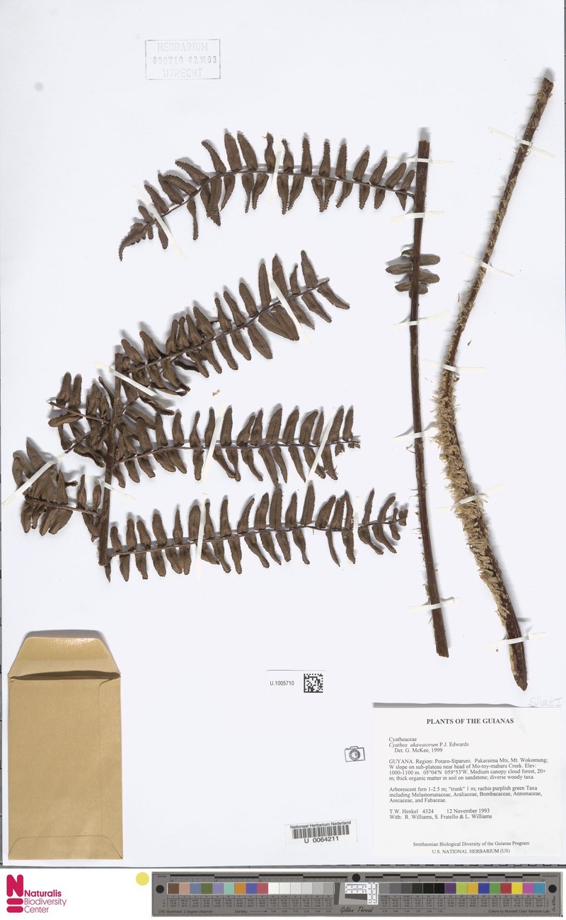 Cyathea akawaiorum photo 4