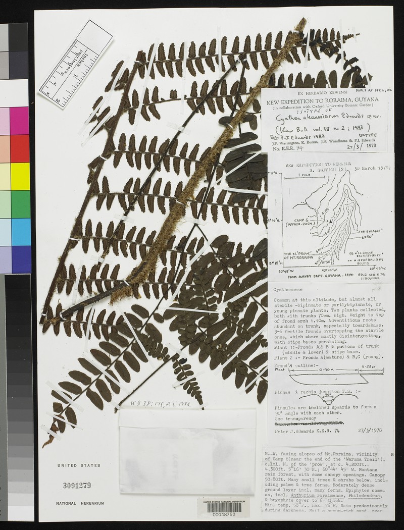 Cyathea akawaiorum