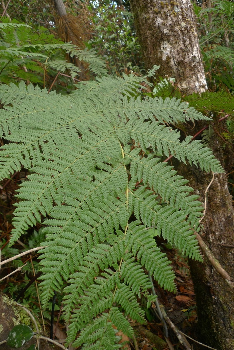 Cyathea alata photo 2