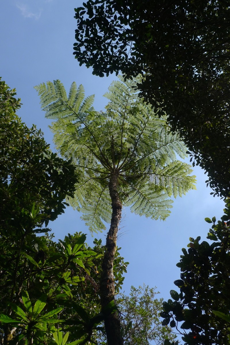 Cyathea alata photo 3