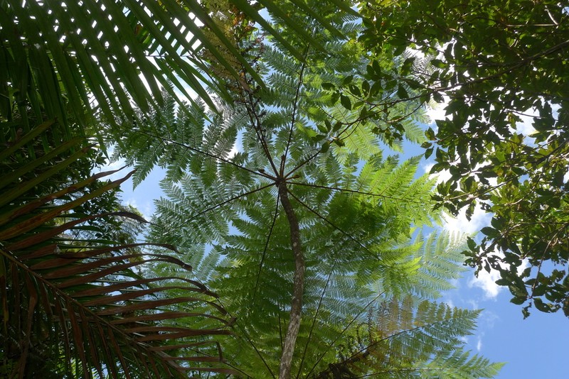 Cyathea alata photo 4