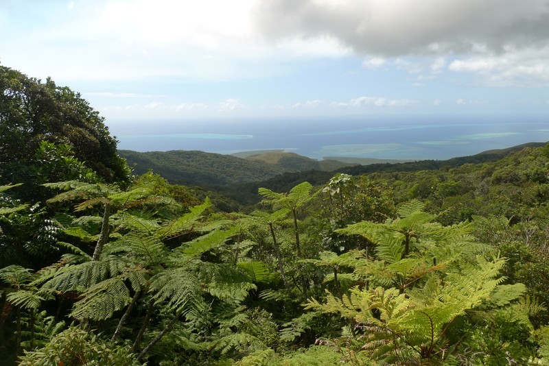 Cyathea alata photo 5