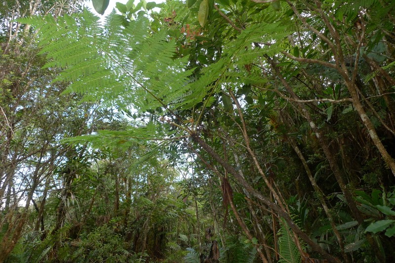 Cyathea alata photo 6