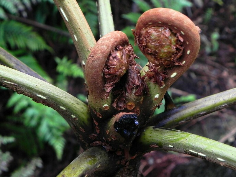 Cyathea alata photo 7